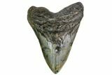 Fossil Megalodon Tooth - North Carolina #149412-1